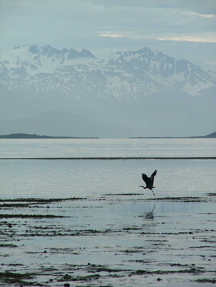 A blue heron takes wing along the shore of Lynn Canal.