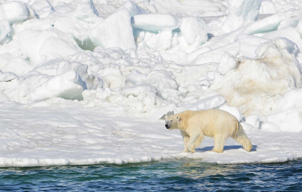 A polar bear, photographed north of Alaska in 2014.