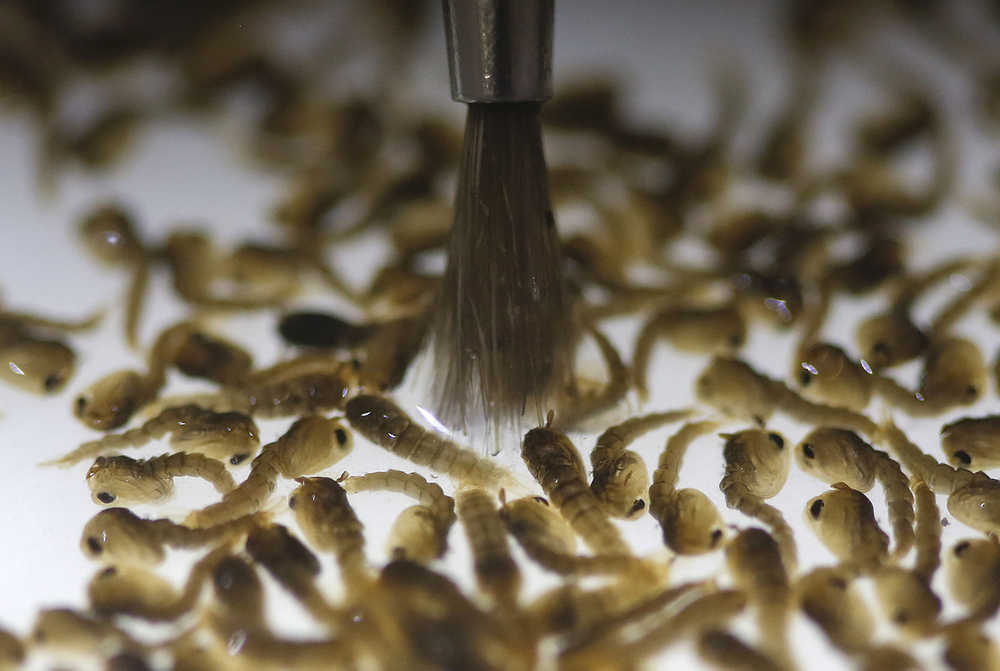 In this Feb. 1, 2016 photo, a technician from the British biotec company Oxitec, inspects the pupae of genetically modified Aedes aegypti mosquitoes, a vector for transmitting the Zika virus, in Campinas, Brazil. The company said tests begun last April as part of a dengue-fighting program in the small southeastern city of Piracicaba suggested the release of the GM males reduced the wild Aedes larvae population in the target neighborhood by more than 80 percent. Brazil is in the midst of a Zika outbreak and authorities say they have also detected a spike in cases of microcephaly in newborn children, but the link between Zika and microcephaly is as yet unproven. (AP Photo/Andre Penner)