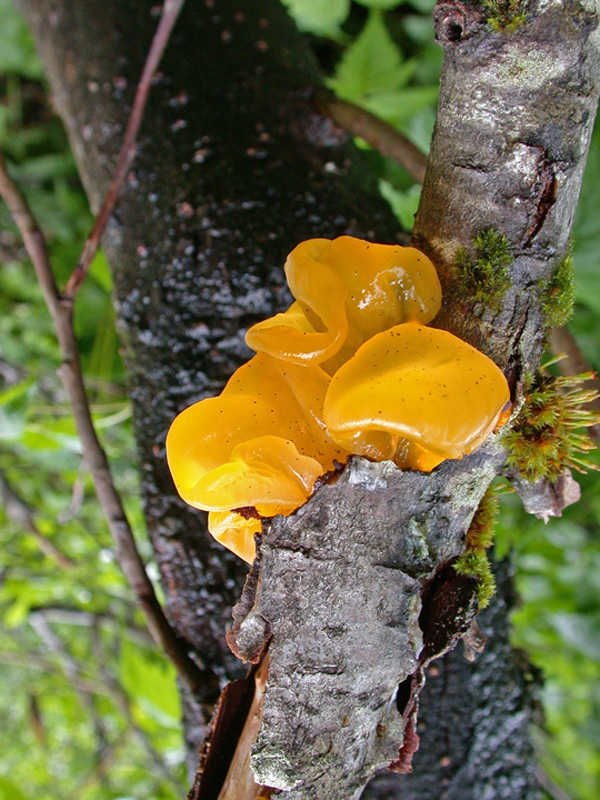 A kind of jelly fungus called witch's butter. Species identity is uncertain without looking at the spores under a microscope.