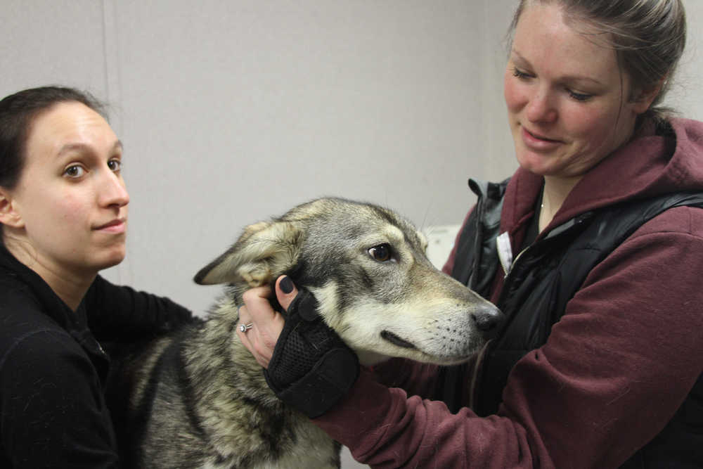 Volunteer Shannan Hunter of Seattle, left,and Iditarod Trail Sled Dog Race vet tech coordinator Tabitha Jones hold a dog during a pre-race blood screening and heart check at Iditarod headquarters in Wasilla on Wednesday.