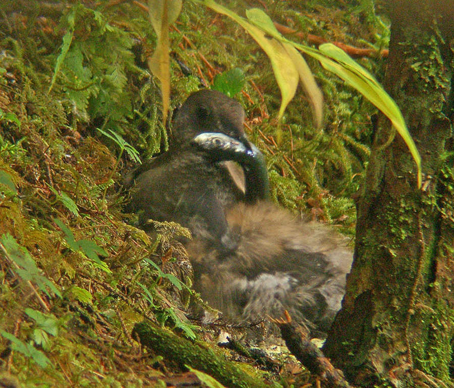 A marbled murrelet with a fish at its nest, taken via a spotting scope so as not to disturb the birds.