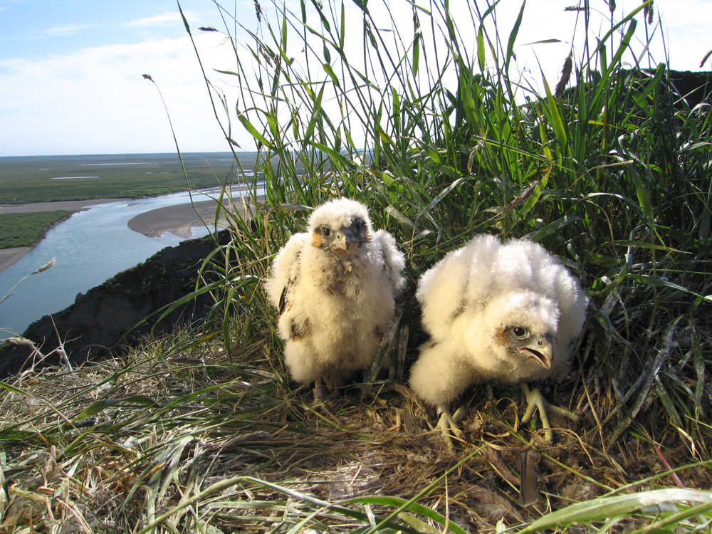 Peregrine falcon chicks on a cliff overlooking the Colville River in northern Alaska.