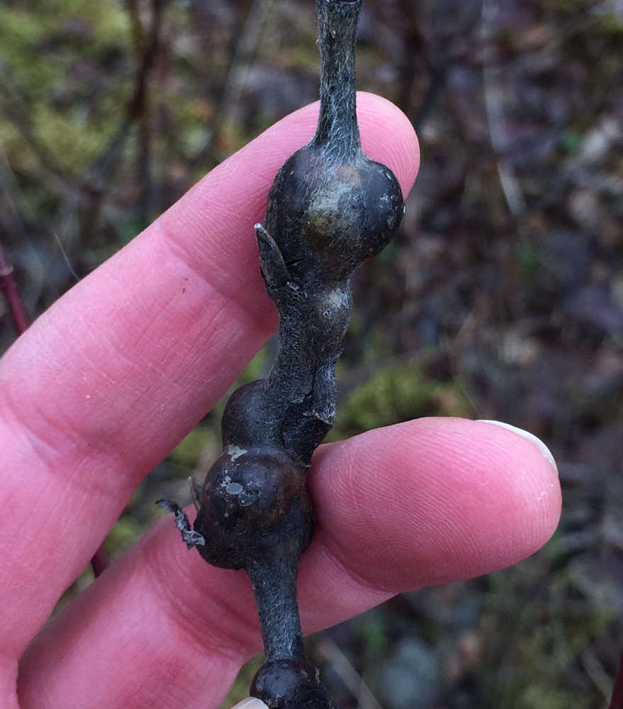 Stem galls on willow twigs are made by a midge, whose larva feeds inside the gall. (Photo by Kathy Hocker)