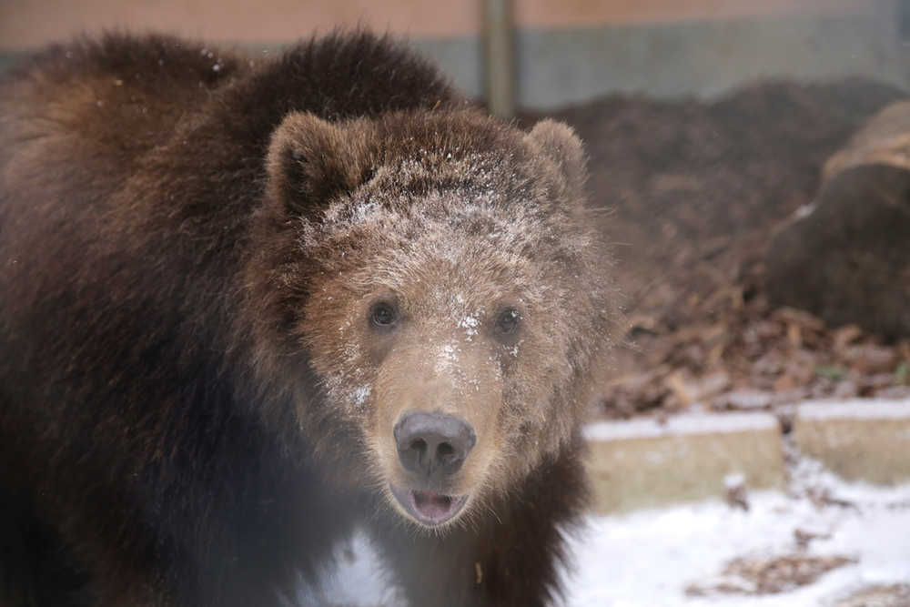 This undated photo shows a Kodiak bear named Dodge at the Toledo Zoo in Toledo, Ohio.  Dodge arrived last fall at the zoo.