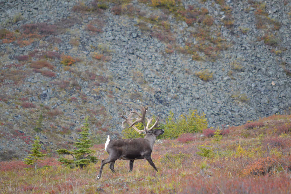 A big bull caribou in the White Mountains of interior Alaska. (Photo by Bjorn Dihle)