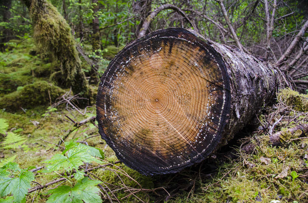 A downed spruce tree sits near the East Glacier Trail at the Mendenhall Glacier Recreation Area in June 2014.