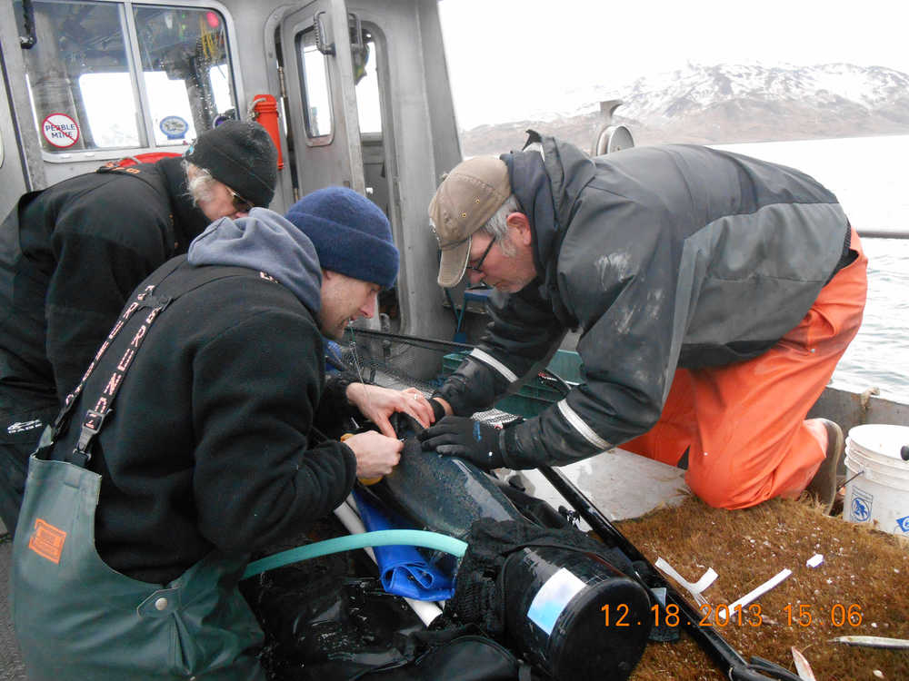 Researchers with the University of Alaska Fairbanks School of Fisheries and Ocean Science check a pop-up satellite tag on a chinook salmon. The University of Alaska system cuts proposed in the Legislature would largely come out of research funding, which could create a ripple effect that damages state and federal fisheries management.