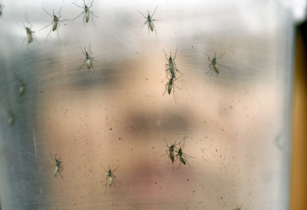 FILE - In this Jan. 18, 2016 file photo, a researcher holds a container with female Aedes aegypti mosquitoes at the Biomedical Sciences Institute in the Sao Paulo's University in Sao Paulo, Brazil. The spread of the Zika virus in Latin America is giving a boost to a British biotech firm's proposal to try reducing the threat by deploying a genetically modified version of the mosquito that transmits the disease.  (AP Photo/Andre Penner, File)