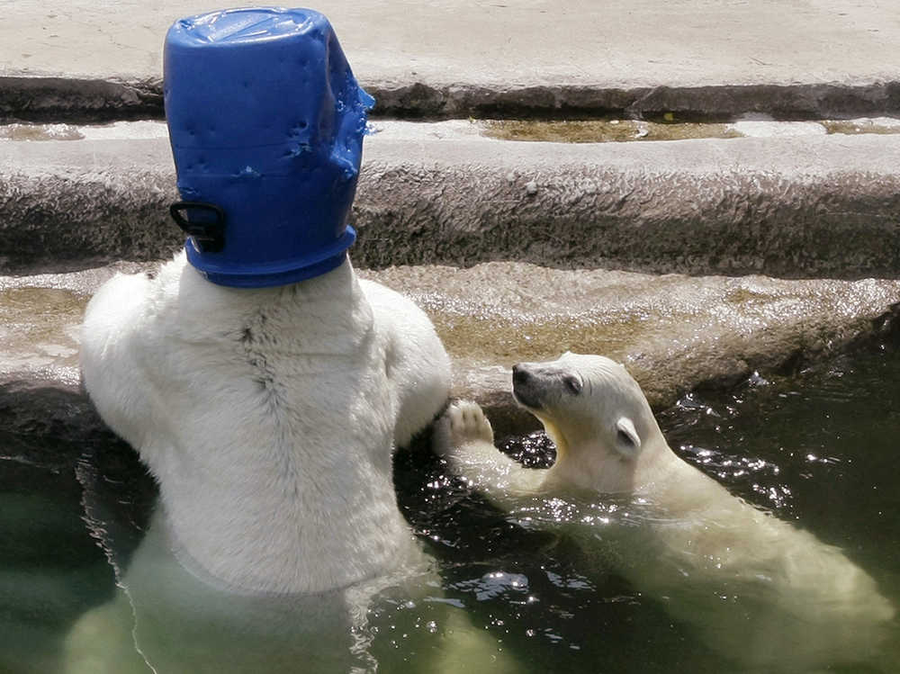 FILE - In this July 21, 2010 file photo, a polar bear has a bucket on his head, while cub polar bear swims nearby in the cooling waters of  Moscow Zoo. Climate science has progressed so much that experts can accurately detect global warming's fingerprints on certain extreme weather events, such as a heat wave, concluded a high-level scientific advisory panel. (AP Photo/Misha Japaridze, File)