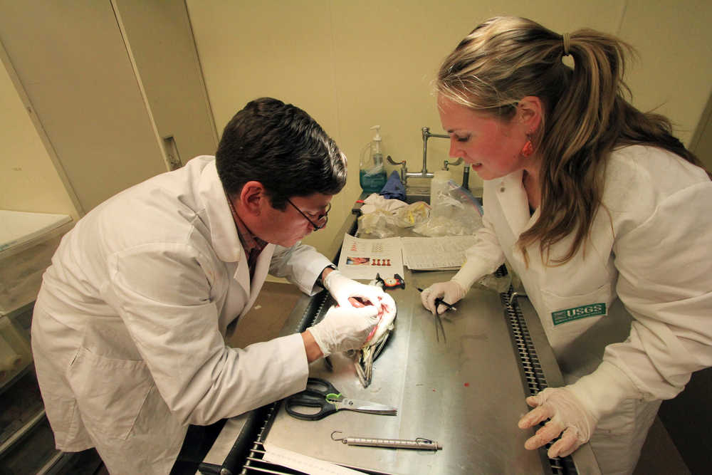 Wildlife biologists Rob Kaler of the U.S. Fish and Wildlife Service and Sarah Schoen of the U.S. Geological Survey examine body parts of a common murre during a necropsy on Friday in Anchorage.
