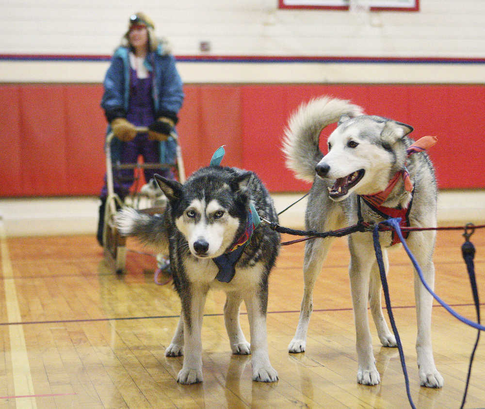 In this Feb. 16 photo, from right, Willow and Cabo, belonging to Lorraine Temple, demonstrate the rigging of an Alaskan dog sled while Amity Middle School's Mindy Wallace stands on the sled modeling a musher's protective clothing during Temple's presentation in Amity, Oregon.