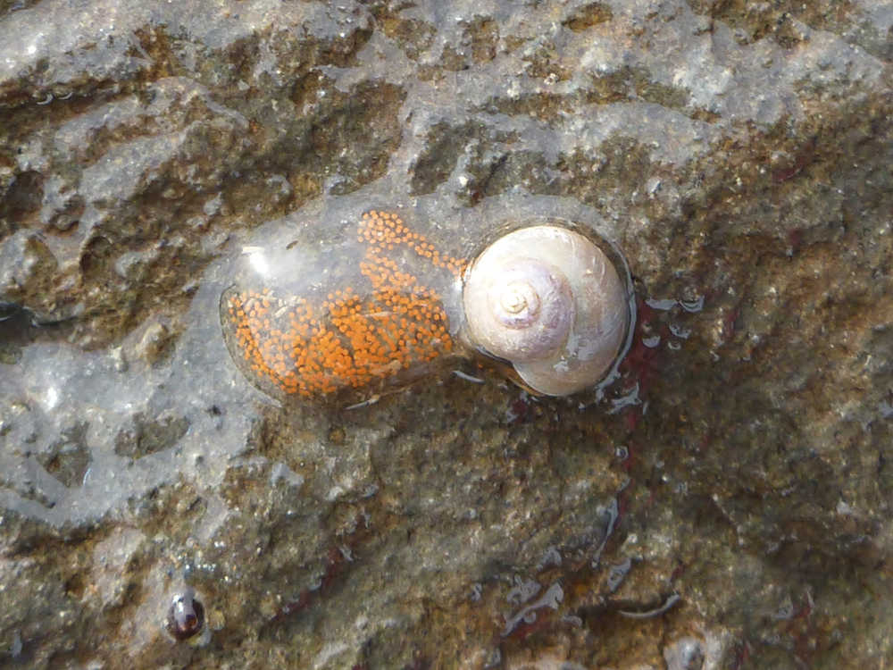 Pictured is an intertidal margerite snail with its eggs, all encased in a jelly-like coat.
