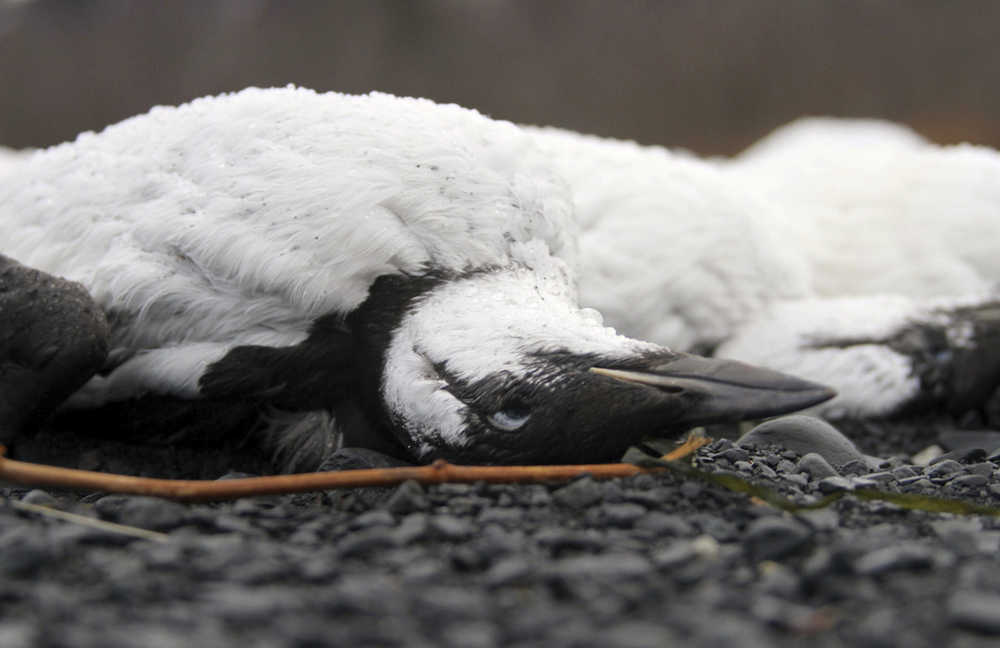 In this Jan. 7 photo, dead common murres are on a rocky beach in Whittier. The massive die-off of a widely distributed North Pacific seabird continues to surprise federal scientists. The latest twist was the discovery of thousands of carcasses of common murres along a freshwater lake.