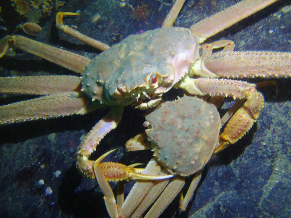 A male tanner crab has grabbed a smaller female in preparation for mating.