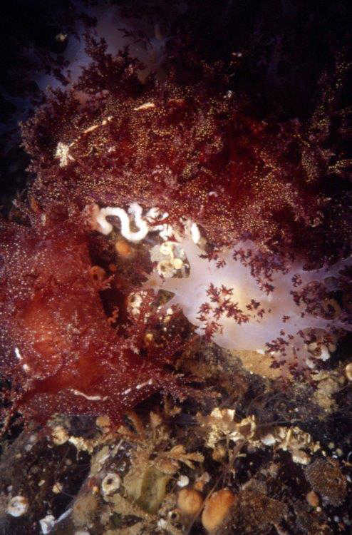 Rufus nudibranchs in a mating group, starting to lay eggs.