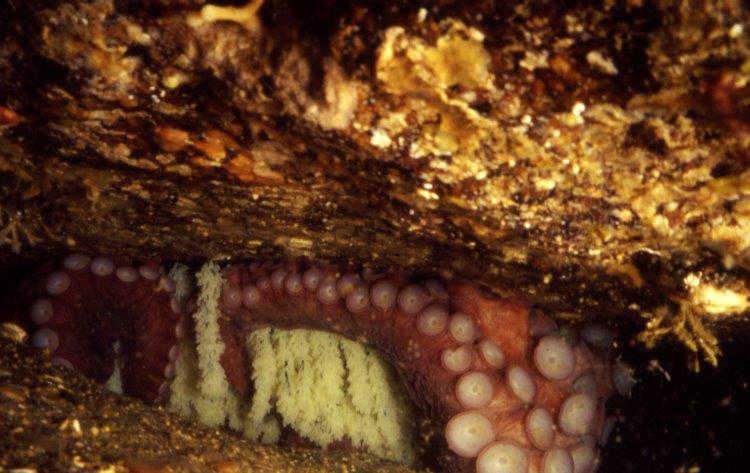 A female giant Pacific octopus tends eggs in her den.