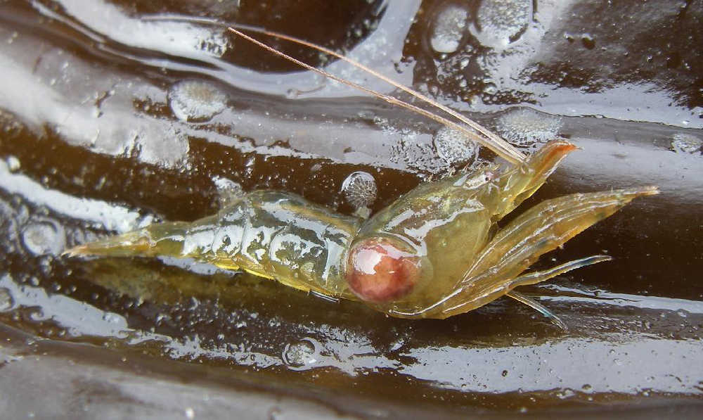 A female parasitic isopod makes a lump on the side of this shrimp