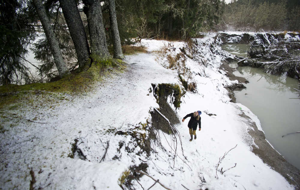 University of Alaska Southeast Assistant Geology Professor Sonia Nagorski investigates the undercut bank along the Mendenhall River in December 2015. The river is nearing the point of cutting through a meander bend just north of Brotherhood Bridge.