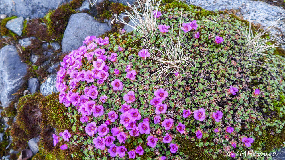 Purple mountain saxifrage in bloom.
