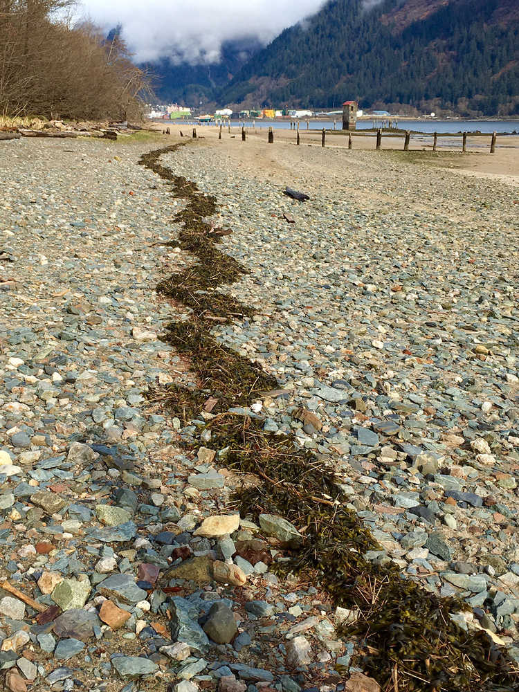 Seaweed forms a jagged line along the shore at Sandy Beach. Photo by Margaret Herron.