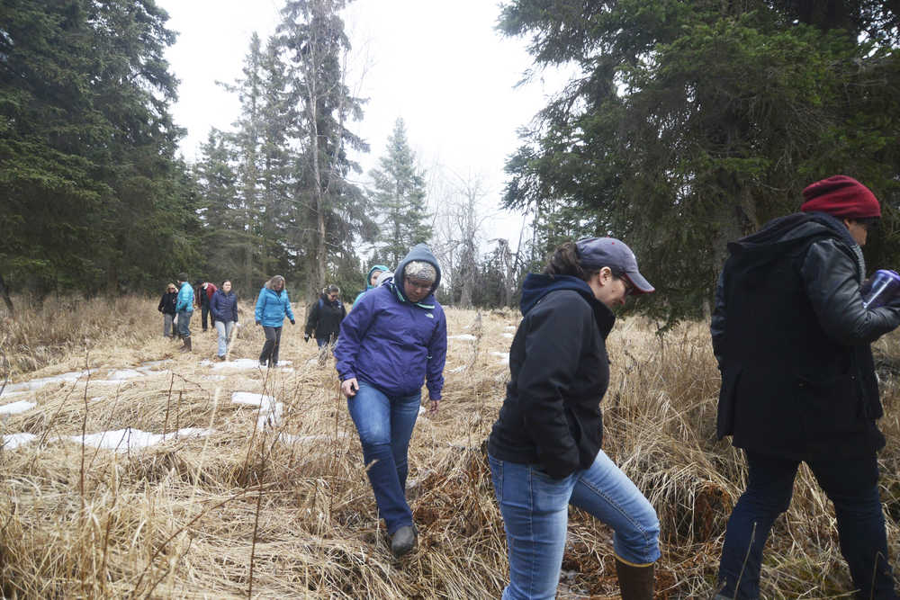 Kenaitze Indian Tribe members, students and Kenai Peninsula College faculty make their way through the woods to the site of Kalifornsky Village on  March 24.
