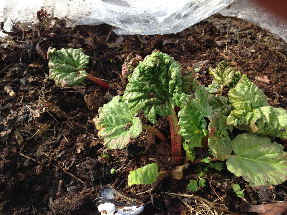 Removing the plastic from young rhubarb.