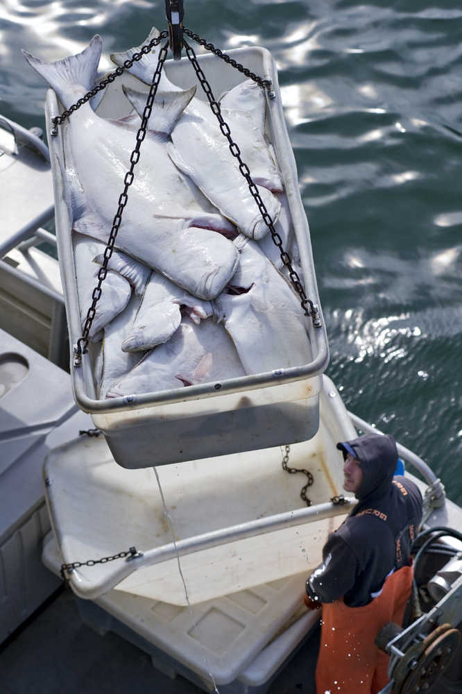 Eric McKee of the F/V Hallark watches a tote of halibut get lifted off the boat at Taku Fisheries in August 2010.