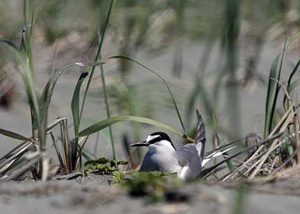 Yakutat hosts one of the largest and southernmost known nesting colonies of Aleutian Terns.