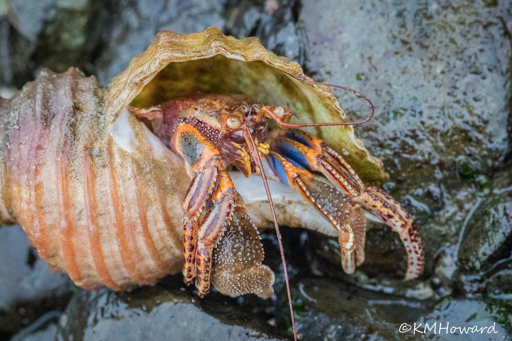 A wide-handed hermit crab looks out from its whelk shell.