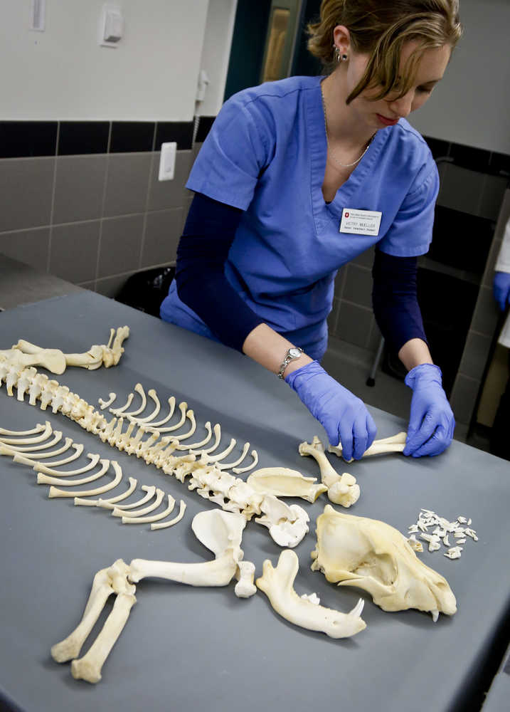 Victry Mueller, a senior veterinary student intern from Ohio State University with the American Society for the Prevention of Cruelty to Animals (ASPCA ) forensic unit, lays out the remains of a dog used for dog fighting on Thursday April 7, 2016, in New York. The New York based ASPCA unit working with the New York Police Department to capture evidence and punish animal abusers. (AP Photo/Bebeto Matthews)