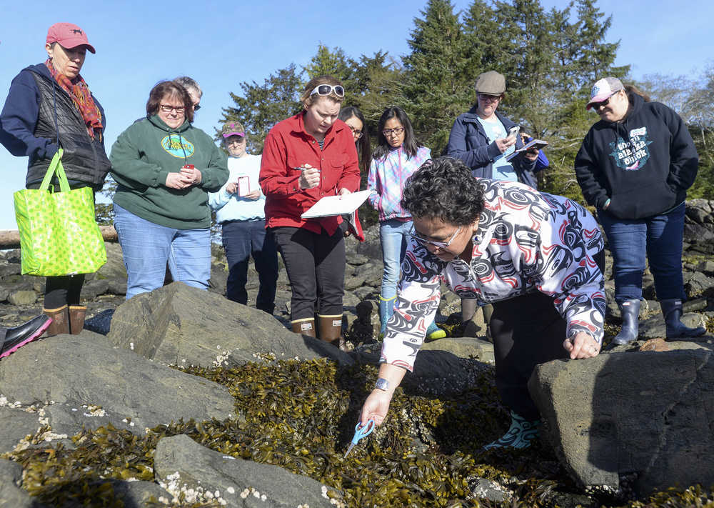 In this April 9 photo, Dolly Garza, right, examines a patch of fucus as part of an edible seaweed field trip in Mountain Point. Garza, a Haida Gwaii, British Colombia resident, led a seaweed identification and harvesting field trip during an extremely low tide.