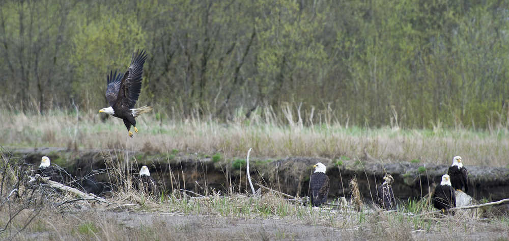 An adult bald eagle flies near a group of eagles roosting along Lemon Creek on Monday.