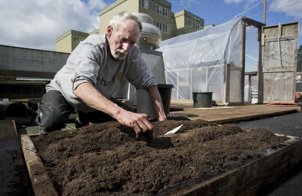 Chuck Raab plants radishes in the Glory Hole's rooftop garden on Tuesday. Raab said he has been staying at the shelter since August.