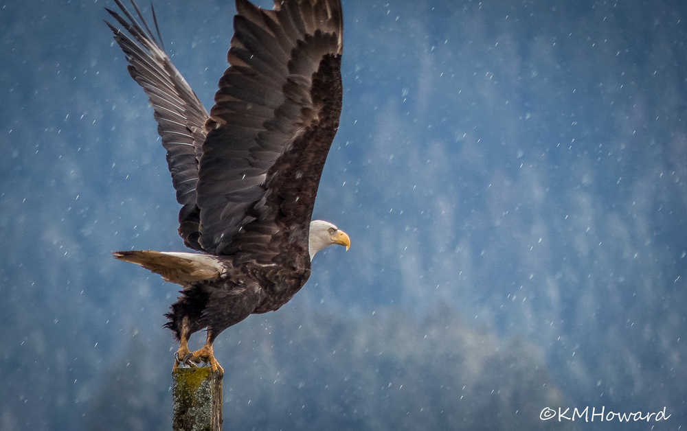 A bald eagle takes off from the wetlands on a rainy day.