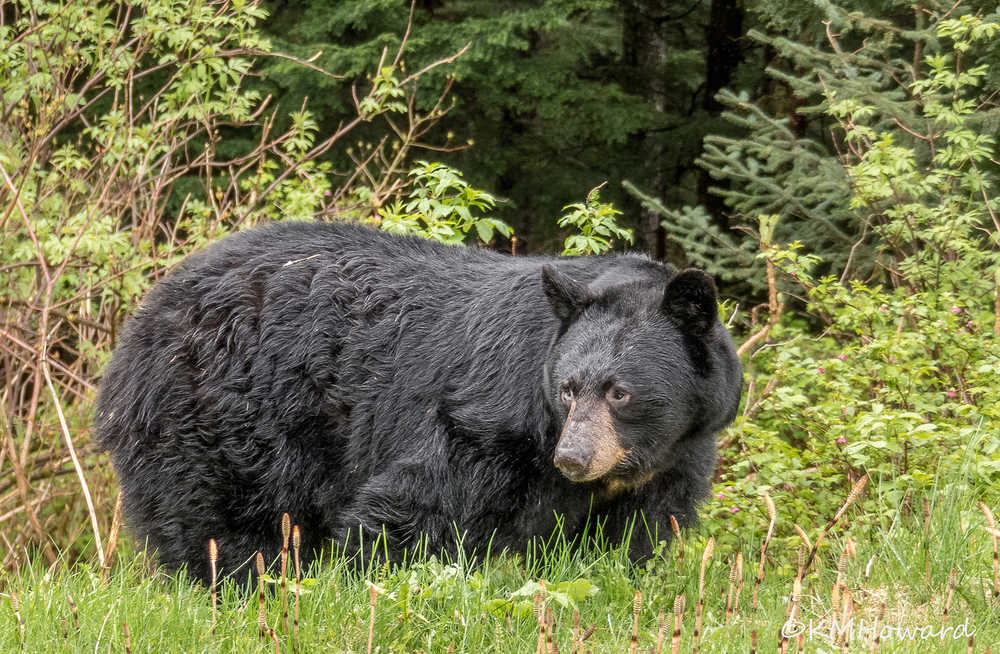 A healthy black bear grazing on grass near Auke Rec.