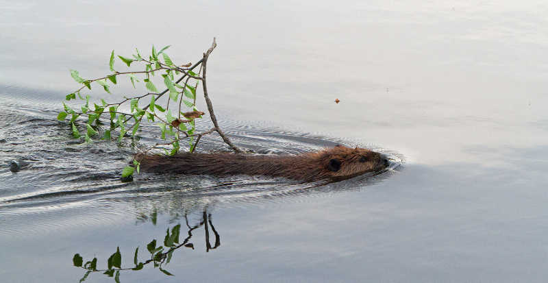 A beaver carries a stick that provides both food and structural material for a dam or lodge. Beaver dams provide excellent habitat for young salmon.