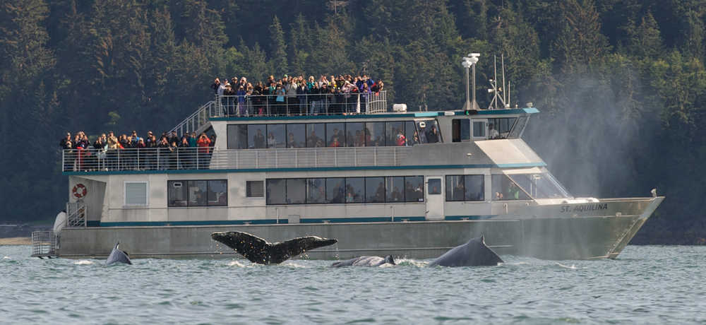 Four humpback whales dive in front of a Allen Marine whale watching boat during the first day of the 69th annual Golden North Salmon Derby in August 2015.
