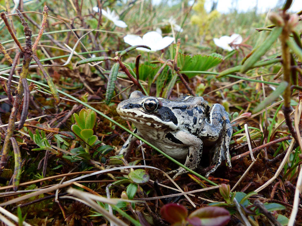 Pictured is a wood frog, the only amphibian in northern Alaska.