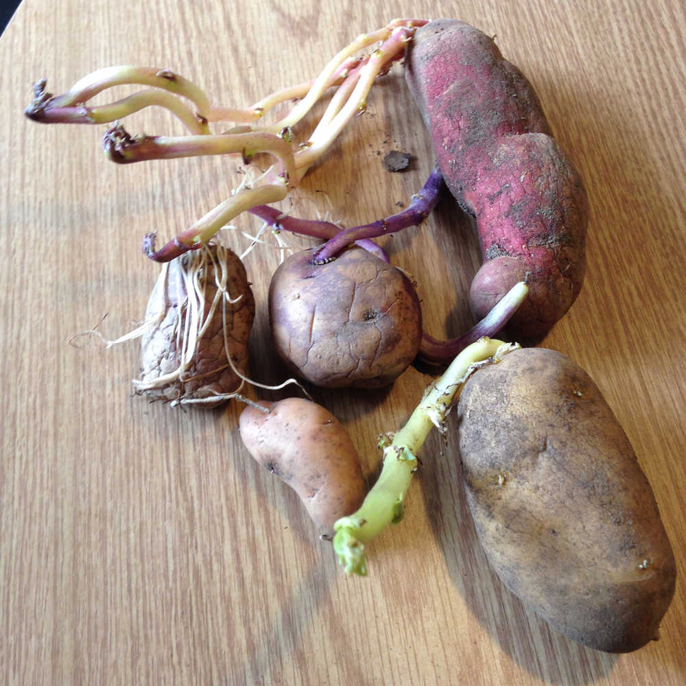 Unearthed potatoes.