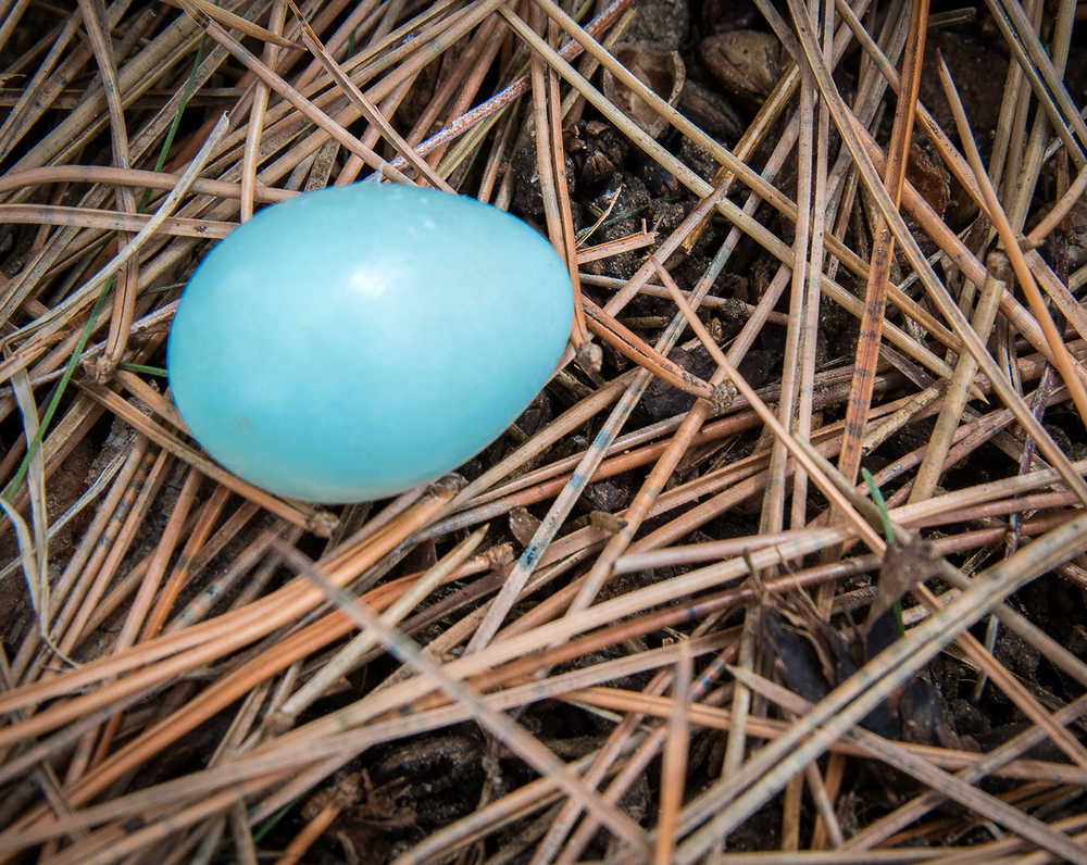 An abandoned robin's egg. Photo by Kerry Howard.