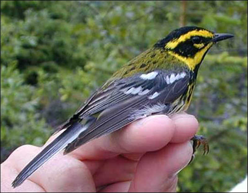 A Townsend's Warbler banded in Alaska. The winter range of the species extends south along the Pacific coast to the mountains of Central America.