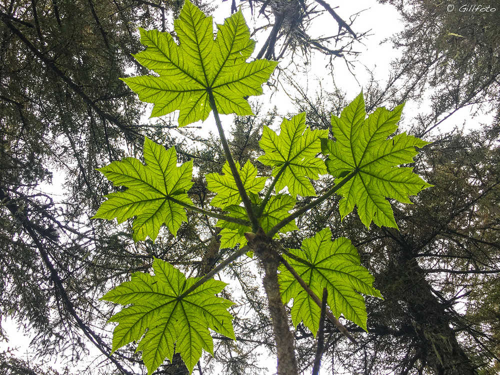 Looking up to devil's club at Lena Point. Photo by Kenneth Gill, aka Gillfoto.