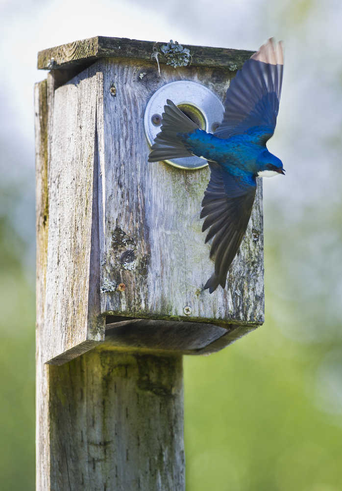 A tree swallow flies from a nesting box after feeding chicks at the Juneau Community Garden on Friday.