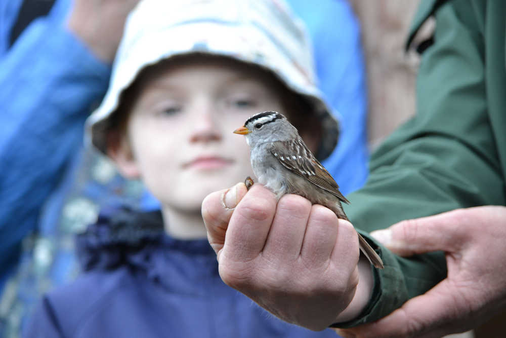 Samuel Wharton, 10, looks on as Gwen Baluss,a wildlife technician with the National Forest service, prepares to release a recently banded White-crowned Sparrow at the Juneau Community Garden Saturday morning. The bird banding was a part of the Tongass National Forest's celebration of International Migratory Bird Day.