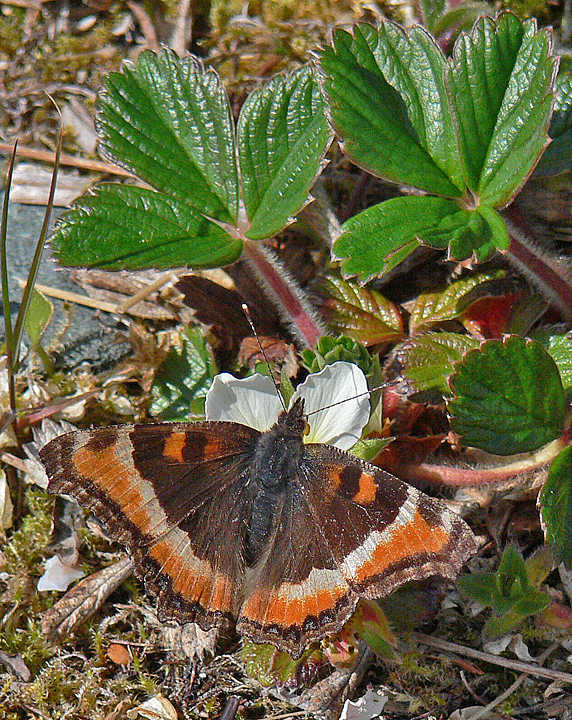 A Milbert's tortoiseshell butterfly visits a beach strawberry flower. This individual looks quite winter-worn, its colors somewhat faded.
