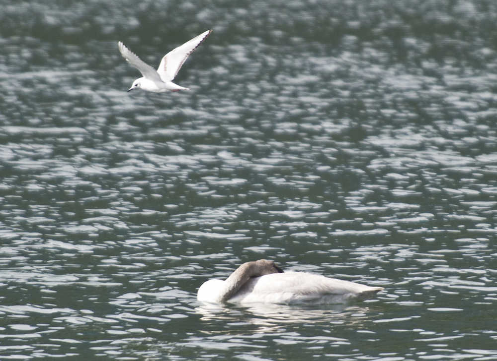 A kittiwake flies by a sleeping trumpeter swan in Gastineau Channel on Wednesday.