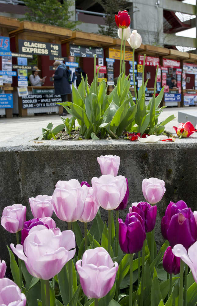 Springtime in Juneau: tulips and tour brokers.