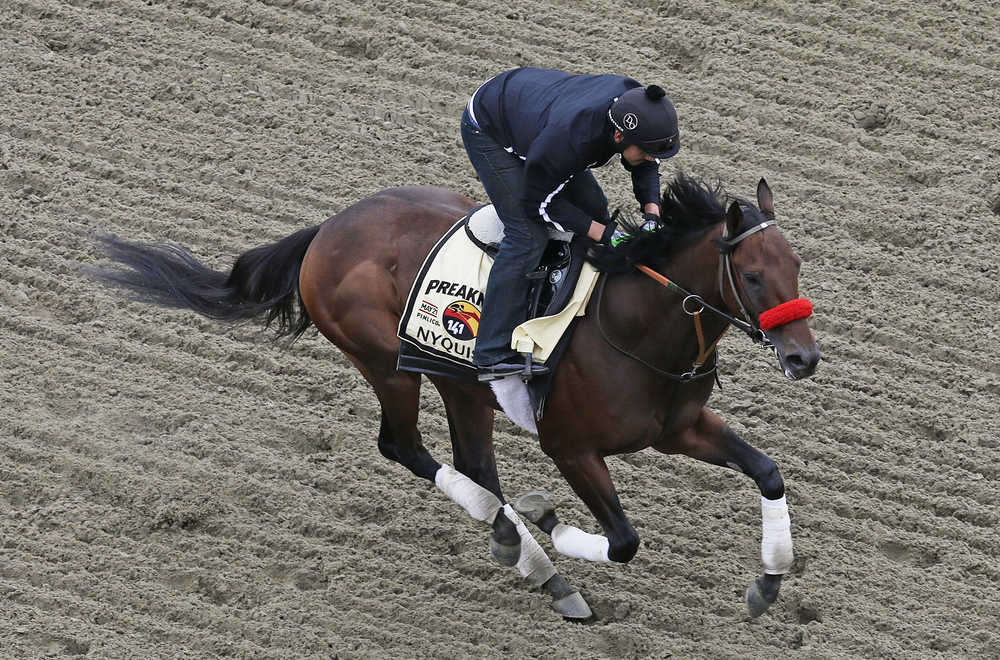 Nyquist works out with exercise rider Jonny Garcia during a morning workout, Thursday, May 19, 2016, in Baltimore. The 141st Preakness Horse Race will be held Saturday.(AP Photo/Garry Jones)