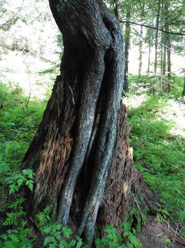 An old tree stump provides new life at the Arboretum. Photo by Denise Carroll.